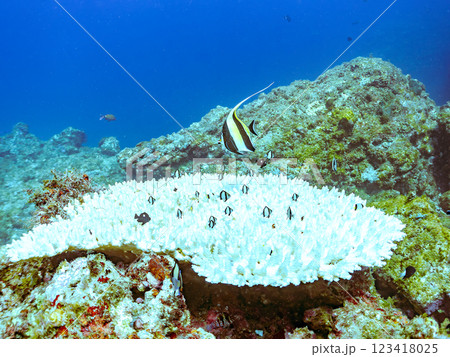 白化テーブルサンゴのツノダシ、フタスジリュウキュウスズメダイ、ミツボシクロスズメダイ幼魚他の群れ 123418025