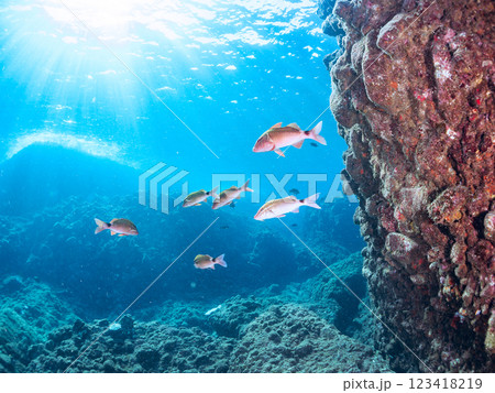 美しいホウライヒメジ（ヒメジ科）、ニザダイ（ニザダイ科）、メジナ（イスズミ科）他の群れ。ヒリゾ浜。 123418219