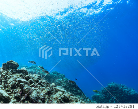 美しいホウライヒメジ(ヒメジ科)、キビナゴ(ニシン科)の他群れ。伊豆半島賀茂郡南伊豆町中木ヒリゾ浜 美しいホウライヒメジ(ヒメジ科)、キビナゴ(ニシン科)の他群れ。伊豆半島賀茂郡南伊豆町中木ヒリゾ浜 123418281