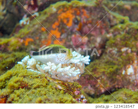 白化現象した美しいテーブルサンゴとホシゴンベの幼魚 静岡県伊豆半島賀茂郡南伊豆町中木ヒリゾ浜2024 123418547