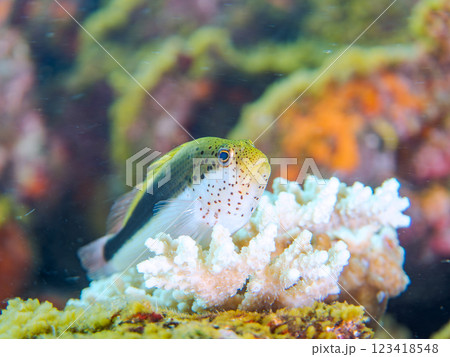 白化現象した美しいテーブルサンゴとホシゴンベの幼魚 静岡県伊豆半島賀茂郡南伊豆町中木ヒリゾ浜2024 123418548