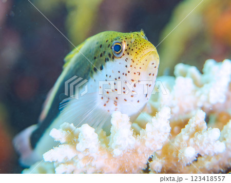 白化現象した美しいテーブルサンゴとホシゴンベの幼魚 静岡県伊豆半島賀茂郡南伊豆町中木ヒリゾ浜2024 白化現象した美しいテーブルサンゴとホシゴンベの幼魚 静岡県伊豆半島賀茂郡南伊豆町中木ヒリゾ浜2024 123418557