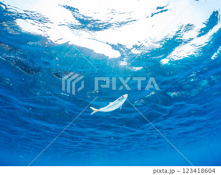 美しいマアジ(アジ科)他の群れ。静岡県伊豆半島賀茂郡南伊豆町中木ヒリゾ浜2024年 美しいマアジ(アジ科)他の群れ。静岡県伊豆半島賀茂郡南伊豆町中木ヒリゾ浜2024年 123418604