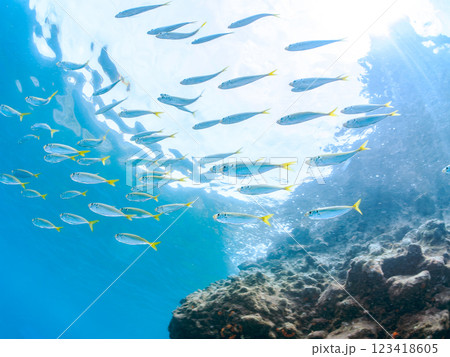 美しいマアジ（アジ科）他の群れ。静岡県伊豆半島賀茂郡南伊豆町中木ヒリゾ浜2024年 123418605