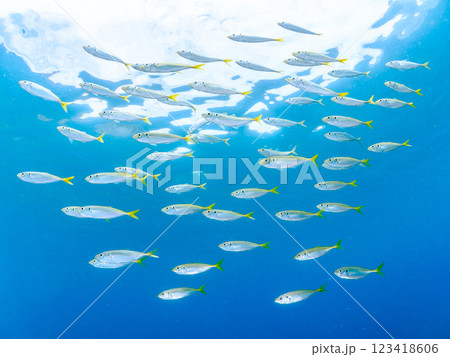 美しいマアジ（アジ科）他の群れ。静岡県伊豆半島賀茂郡南伊豆町中木ヒリゾ浜2024年 123418606