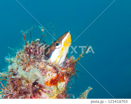 パイプに住む、可愛いミナミギンポ（イソギンポ科）。静岡県伊豆半島賀茂郡南伊豆町中木ヒリゾ浜2024年 123418703