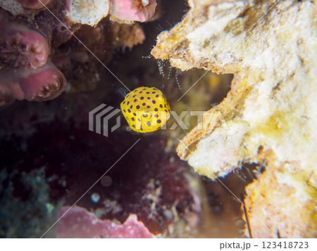 可愛いミナミハコフグ（ハコフグ科）の幼魚。 静岡県伊豆半島賀茂郡南伊豆町中木ヒリゾ浜2024年 123418723
