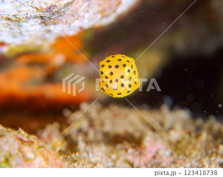 可愛いミナミハコフグ(ハコフグ科)の幼魚。 静岡県伊豆半島賀茂郡南伊豆町中木ヒリゾ浜2024年 可愛いミナミハコフグ(ハコフグ科)の幼魚。 静岡県伊豆半島賀茂郡南伊豆町中木ヒリゾ浜2024年 123418738