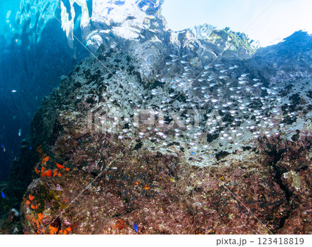 水中洞窟にいる、美しいミナミハタンポ、クロホシイシモチ他の幼魚の群れ, 伊豆賀茂郡南伊豆町中木ヒリゾ 123418819