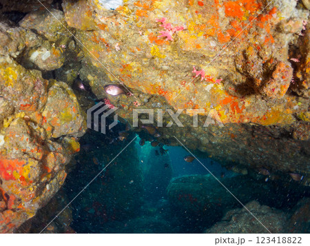 水中洞窟にいる、美しいミナミハタンポ、クロホシイシモチ他の幼魚の群れ, 伊豆賀茂郡南伊豆町中木ヒリゾ 123418822