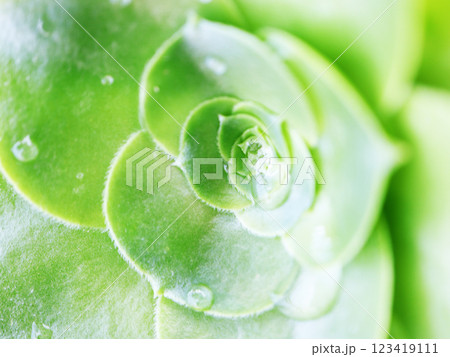 水滴が付いた多肉植物 123419111