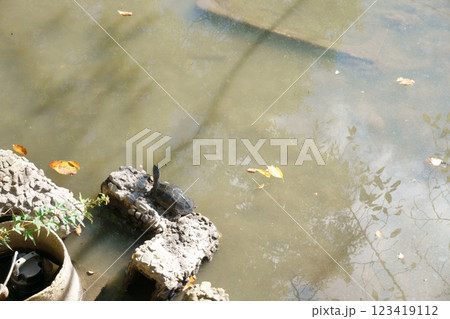 池で飼われる亀 池で飼われる亀 123419112