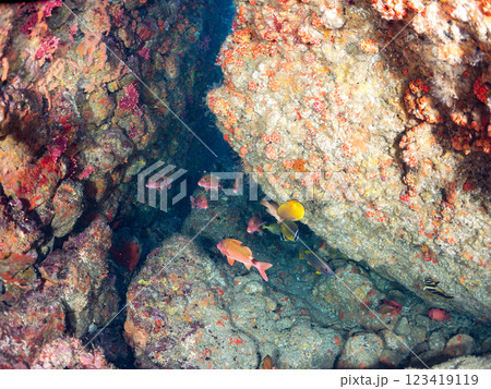 水中洞窟にいる, 美しいホウライヒメジ（ヒメジ科）、ミナミハタンポ（ハタンポ科）の他群れ。ヒリゾ浜 123419119