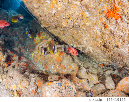 水中洞窟にいる, 美しいホウライヒメジ（ヒメジ科）、ミナミハタンポ（ハタンポ科）の他群れ。ヒリゾ浜 123419123