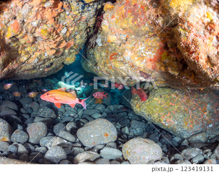 水中洞窟にいる, 美しいホウライヒメジ（ヒメジ科）、ミナミハタンポ（ハタンポ科）の他群れ。ヒリゾ浜 123419131