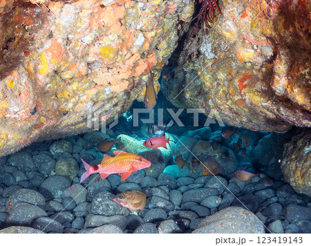 水中洞窟にいる, 美しいホウライヒメジ（ヒメジ科）、ミナミハタンポ（ハタンポ科）の他群れ。ヒリゾ浜 123419143