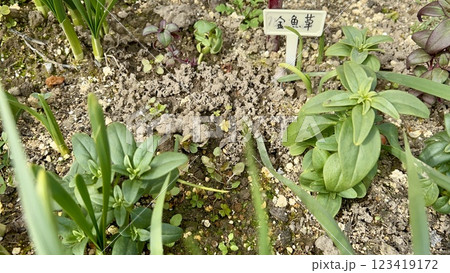 金魚草の若葉 123419172