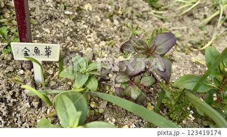 金魚草の花壇 金魚草の花壇 123419174