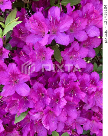 つつじ 123419184