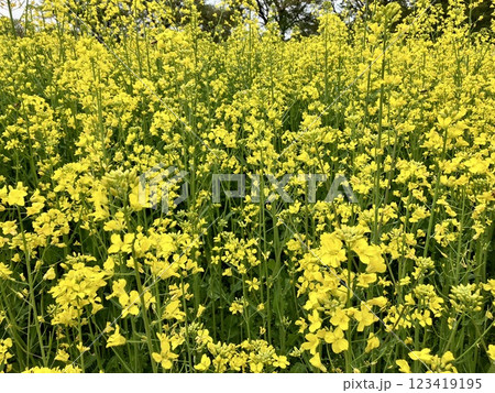 菜の花畑 123419195