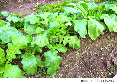 大和真菜 大和野菜 農業 畑 野菜 大和真菜 大和野菜 農業 畑 野菜 123419245