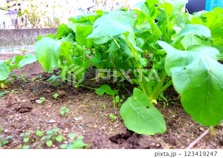 大和真菜 大和野菜 農業 畑 野菜 大和真菜 大和野菜 農業 畑 野菜 123419247