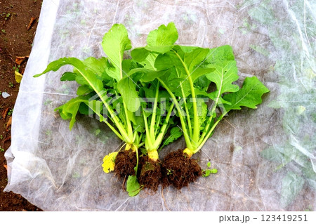 大和真菜　大和野菜　農業　畑　野菜 123419251