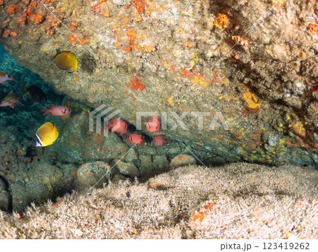 水中洞窟にいる、美しいゴマヒレキントキ、ナミマツカサ、ミナミハタンポ、チョウチョウウオ他 ヒリゾ浜 123419262