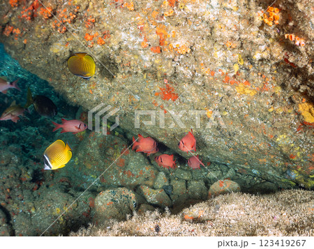 水中洞窟にいる、美しいゴマヒレキントキ、ナミマツカサ、ミナミハタンポ、チョウチョウウオ他 ヒリゾ浜 123419267