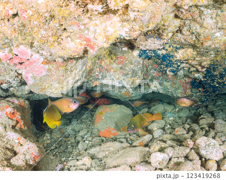 水中洞窟にいる、美しいゴマヒレキントキ、ナミマツカサ、ミナミハタンポ、チョウチョウウオ他 ヒリゾ浜 123419268