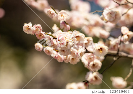 春の訪れを告げる梅の花 123419462