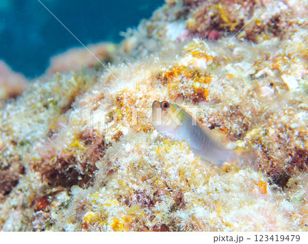 美しいサンゴと可愛いミノカエルウオ(イソギンポ科)の幼魚他。静岡県伊豆半島賀茂郡南伊豆町中木ヒリゾ浜 美しいサンゴと可愛いミノカエルウオ(イソギンポ科)の幼魚他。静岡県伊豆半島賀茂郡南伊豆町中木ヒリゾ浜 123419479
