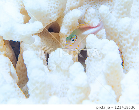 白化現象の 美しいテーブルサンゴと可愛いメガネゴンベ(ゴンベ科)の幼魚他 賀茂郡南伊豆町中木ヒリゾ浜 白化現象の 美しいテーブルサンゴと可愛いメガネゴンベ(ゴンベ科)の幼魚他 賀茂郡南伊豆町中木ヒリゾ浜 123419530