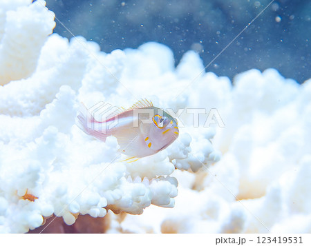 白化現象の 美しいテーブルサンゴと可愛いメガネゴンベ(ゴンベ科)の幼魚他 賀茂郡南伊豆町中木ヒリゾ浜 白化現象の 美しいテーブルサンゴと可愛いメガネゴンベ(ゴンベ科)の幼魚他 賀茂郡南伊豆町中木ヒリゾ浜 123419531