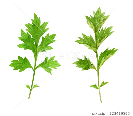ヨモギの水彩イラスト　ベクター 123419596