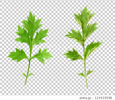ヨモギの水彩イラスト　ベクター 123419596