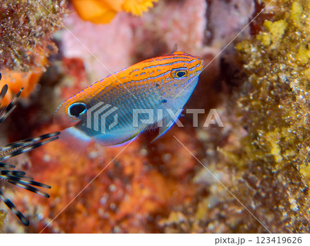 可愛いメガネスズメダイ（スズメダイ科）の幼魚他。静岡県伊豆半島賀茂郡南伊豆町中木ヒリゾ浜2024年 123419626