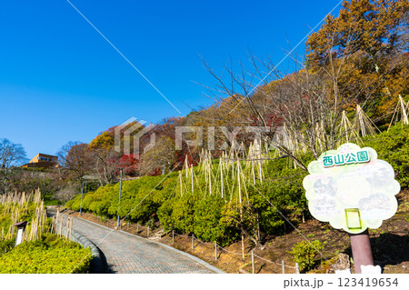 晴れの青空と見頃を迎えた紅葉|西山公園|雪吊りで冬の準備イメージ|福井県鯖江市 晴れの青空と見頃を迎えた紅葉|西山公園|雪吊りで冬の準備イメージ|福井県鯖江市 123419654