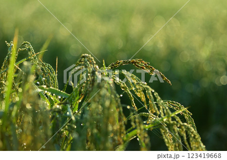 朝露を纏って輝く稲の穂　マクロ撮影 123419668