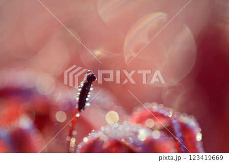 しずくを纏って朝日に輝く彼岸花 クローズアップ しずくを纏って朝日に輝く彼岸花 クローズアップ 123419669