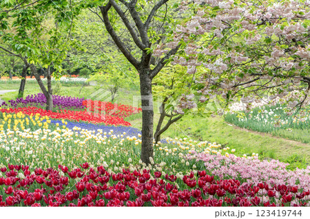 チューリップが咲き誇る公園 123419744