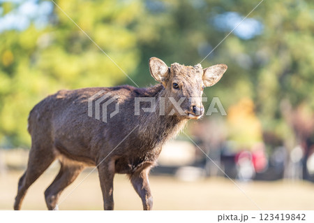 奈良公園の鹿 123419842