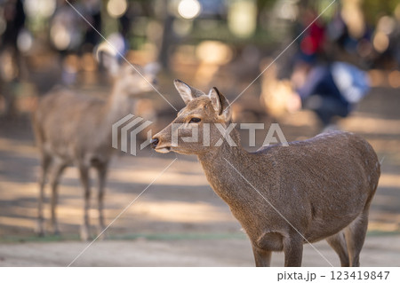 奈良公園の鹿 123419847