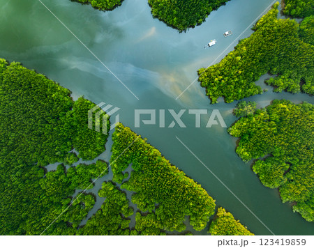 Amazing abundant mangrove forest river,Aerial view of forest trees Rainforest ecosystem and healthy environment background, Texture of green trees forest top down High angle view 123419859