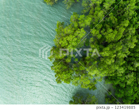 Amazing abundant mangrove forest river,Aerial view of forest trees Rainforest ecosystem and healthy environment background, Texture of green trees forest top down High angle view 123419885