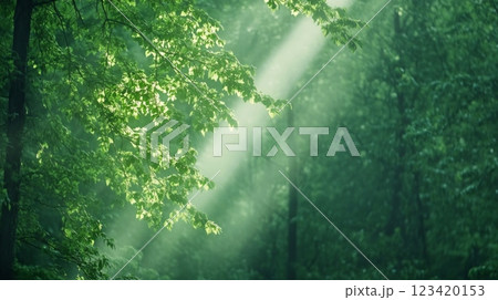 Gentle sunlight filtering through lush green trees in a tranquil forest setting 123420153