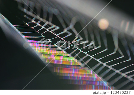 朝陽を浴びて虹色に輝く蜘蛛の巣 クローズアップ 朝陽を浴びて虹色に輝く蜘蛛の巣 クローズアップ 123420227