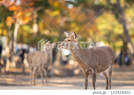 【秋】奈良公園の鹿【紅葉】 123420402