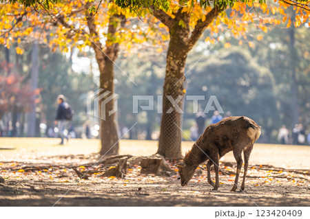 【秋】奈良公園の鹿【紅葉】 123420409
