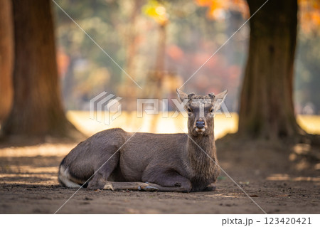 【秋】奈良公園の鹿【紅葉】 123420421